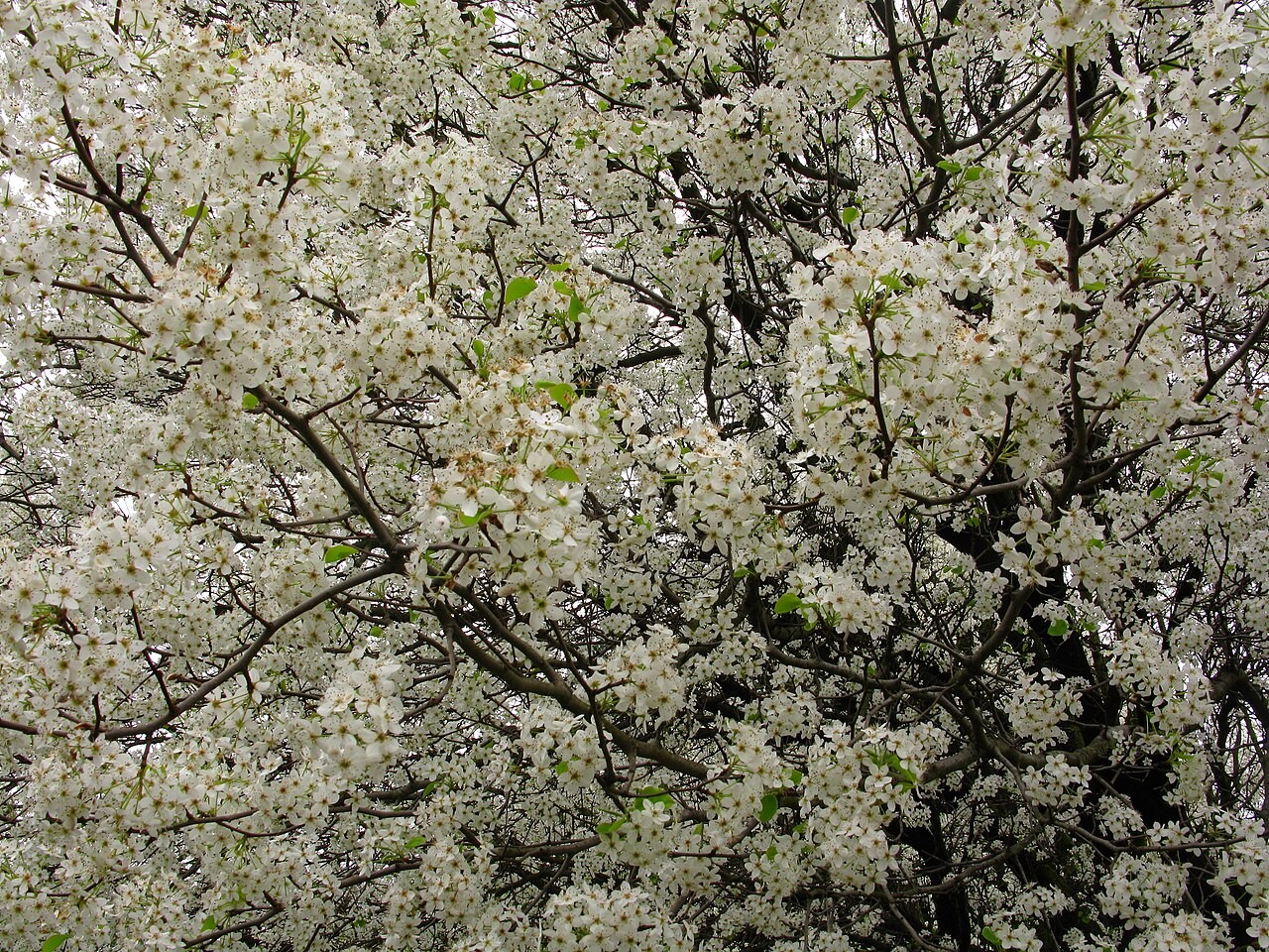 Pear blossom in spring.