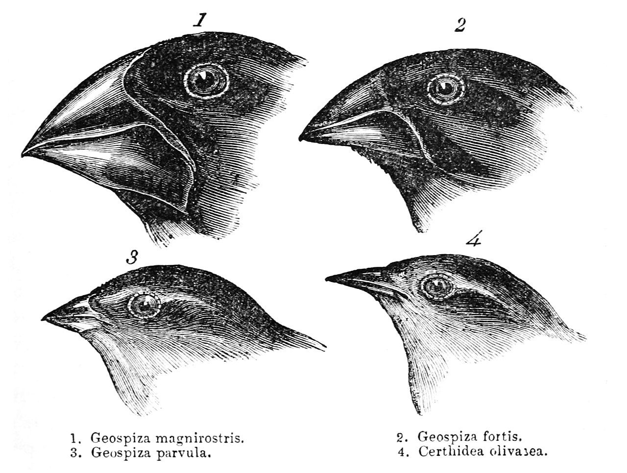 Darwin's finches, drawn from the Beagle specimens