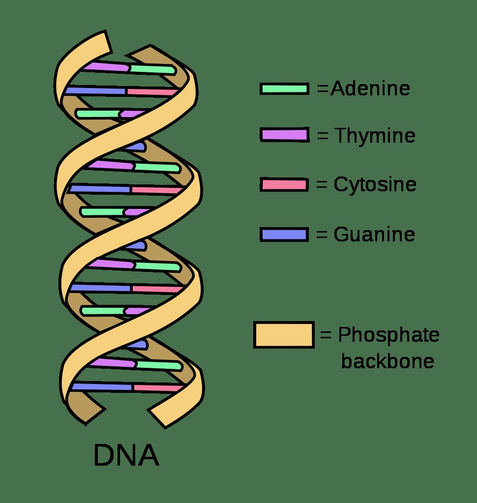 Illustration for Brave New Genetic World