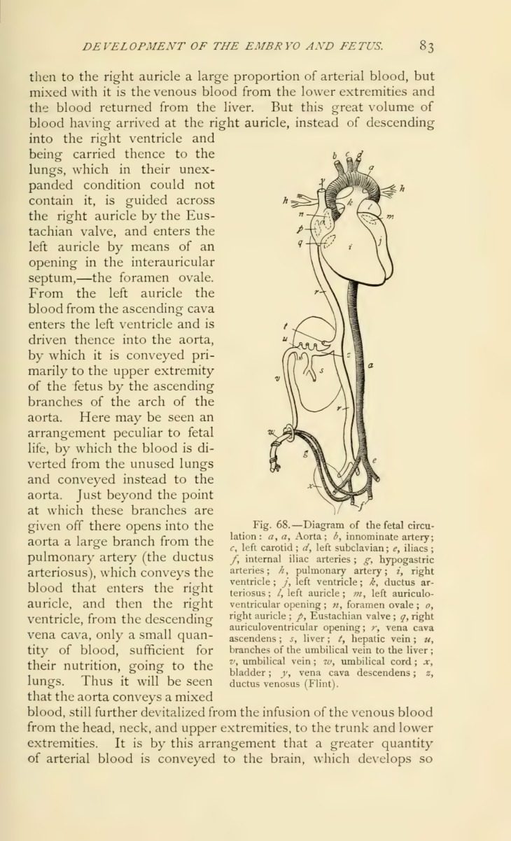 Illustration for Do Human Embryos and Human Clones have Souls?