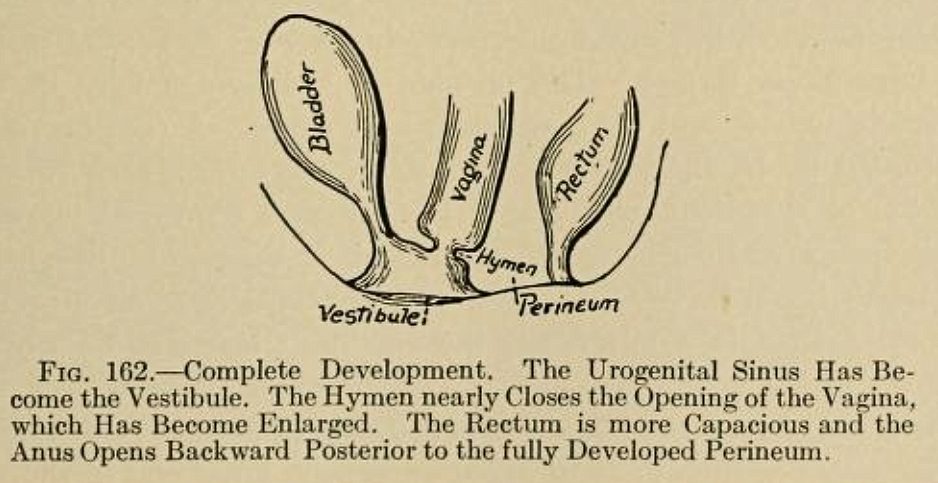 Illustration for Ethically Wrong Treatment of the Tiniest of Humans