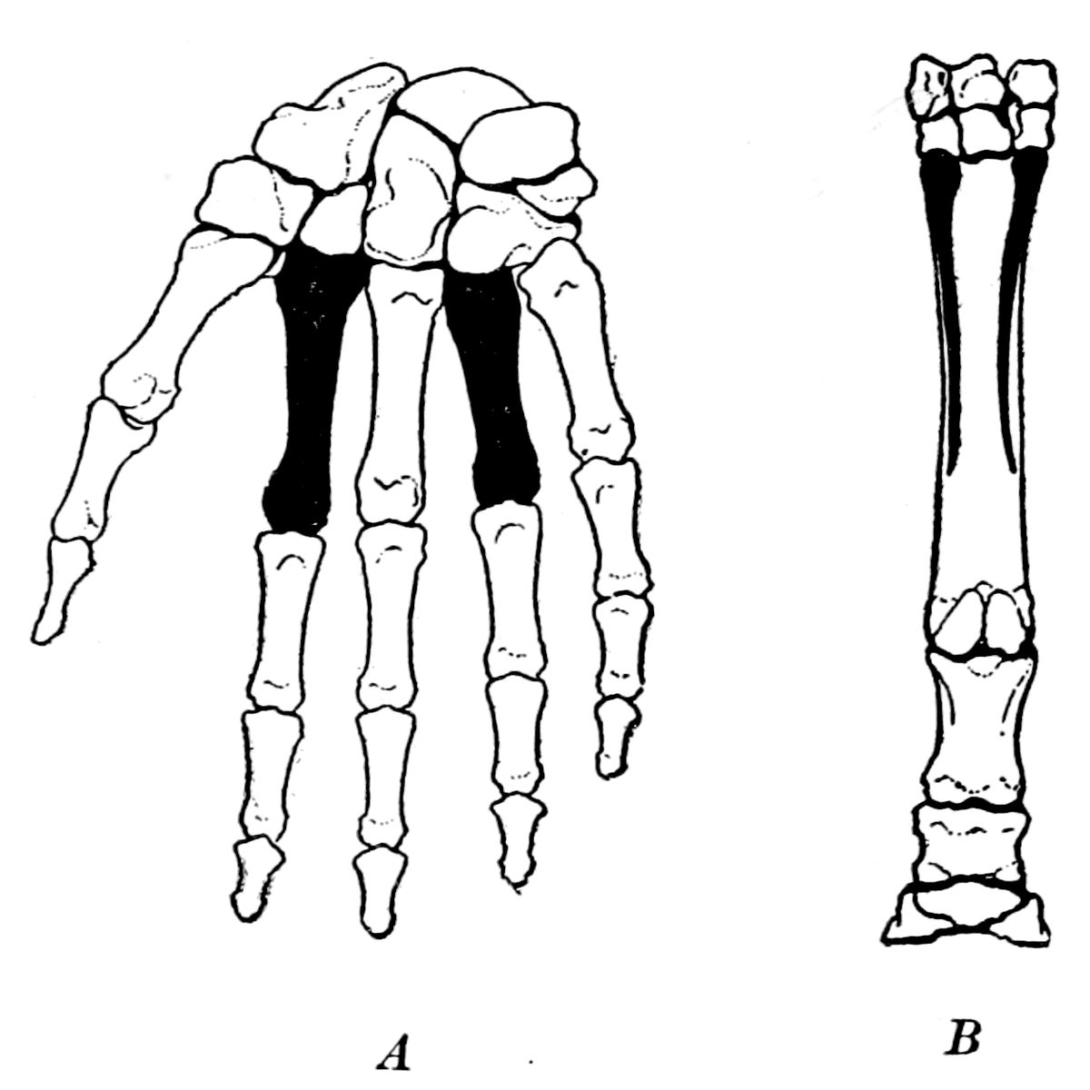 Illustration for Homology:A Concept in Crisis