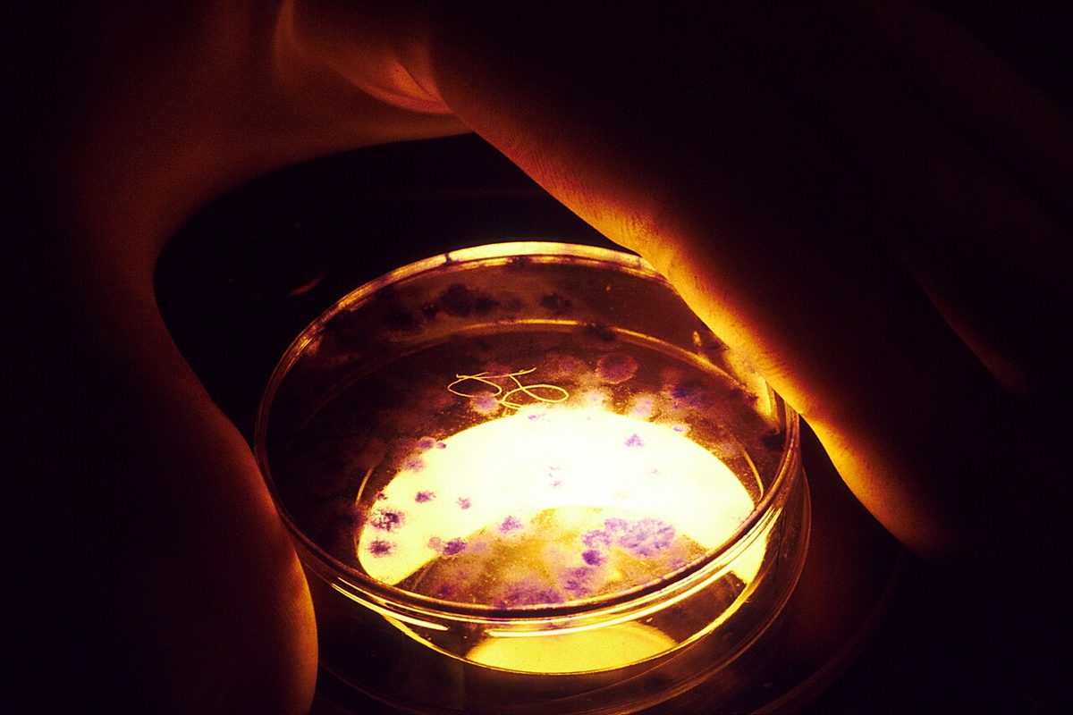 Illustration for Human Embryo Cloning Gets Go-Ahead in Britain