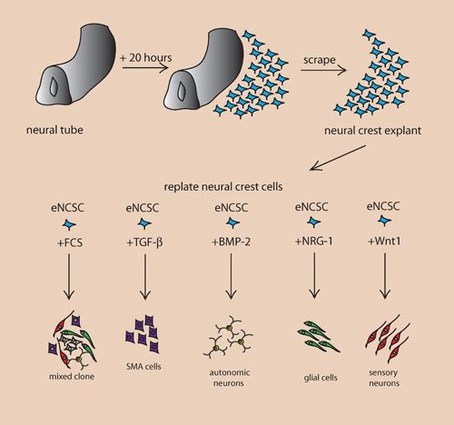 Illustration for Therapuetic Cloning, The Great Divide in the International Community