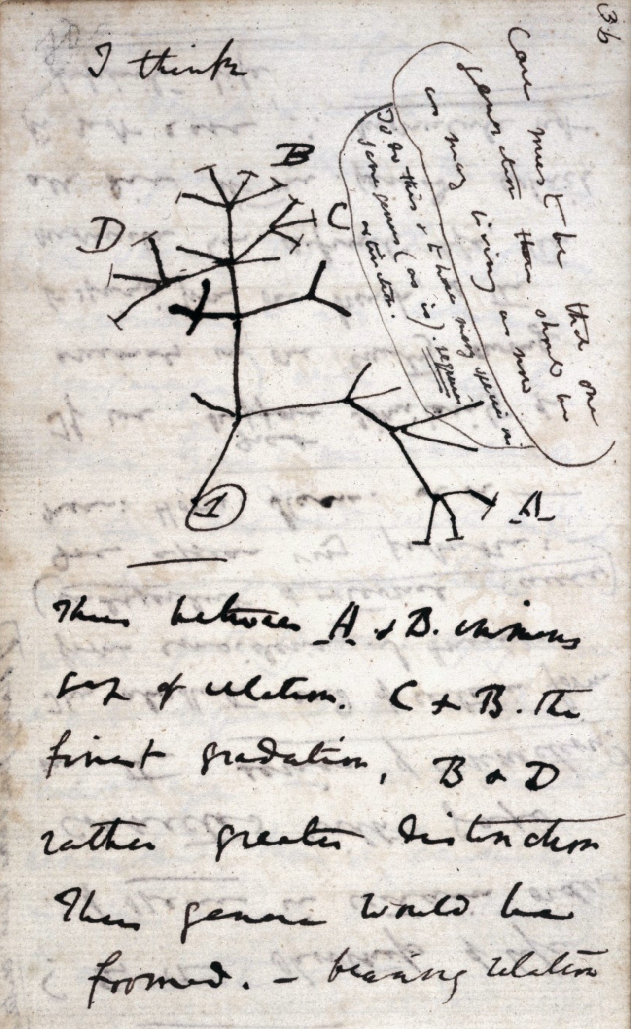 Darwin's 1837 notebook sketch of a branching tree of life, headed 'I think'.