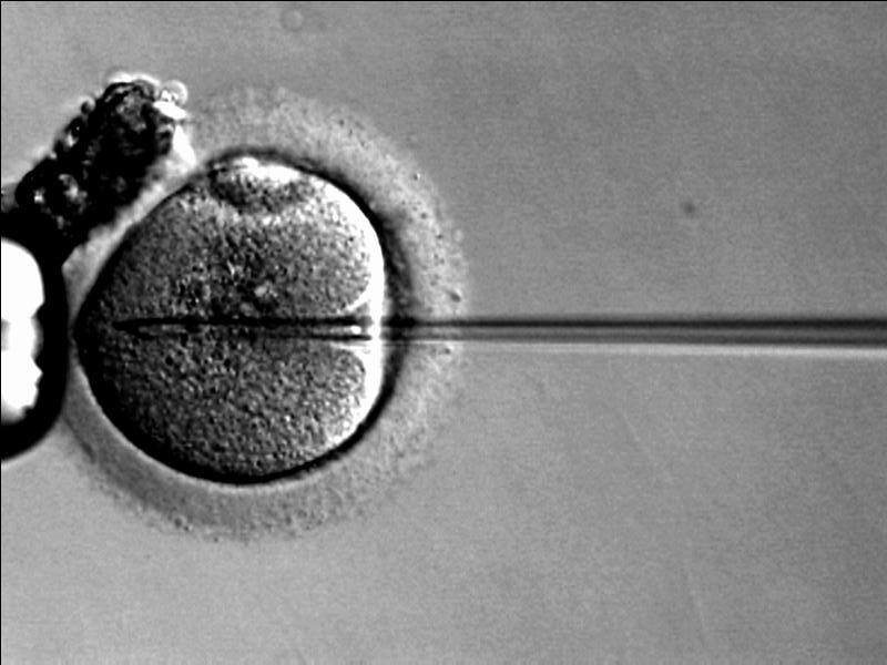 A microscope photograph of an egg cell held by a pipette and injected with a sperm cell during ICSI.