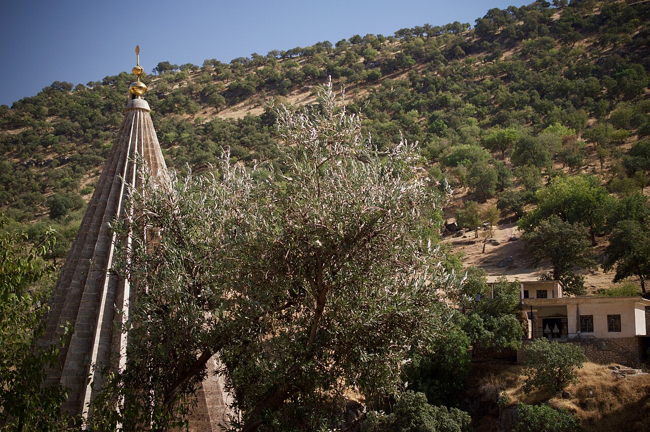 The tall fluted conical stone spire of a Yazidi shrine at Lalish, topped with a golden finial, rising beside olive trees against a wooded hillside.